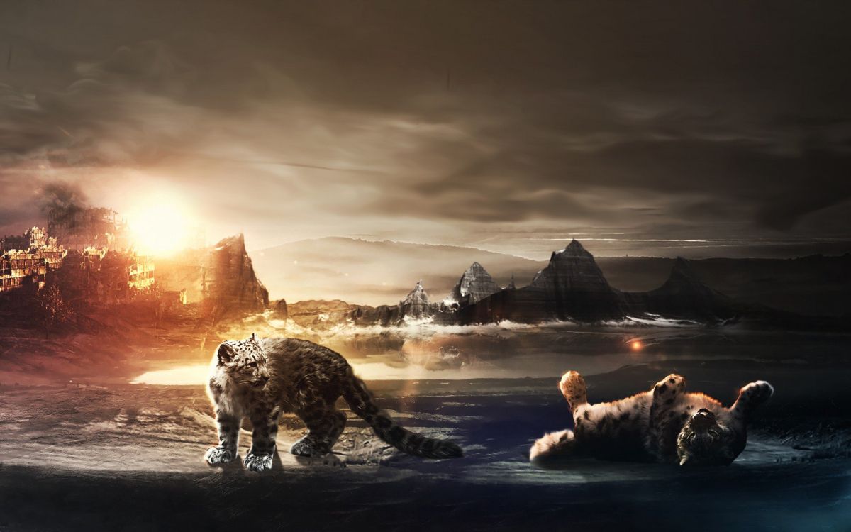 Weißer Und Schwarzer Hund am Strand Bei Sonnenuntergang. Wallpaper in 1920x1200 Resolution