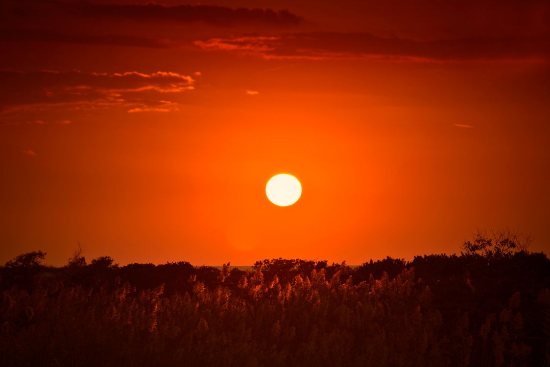 silhouette of trees during sunset