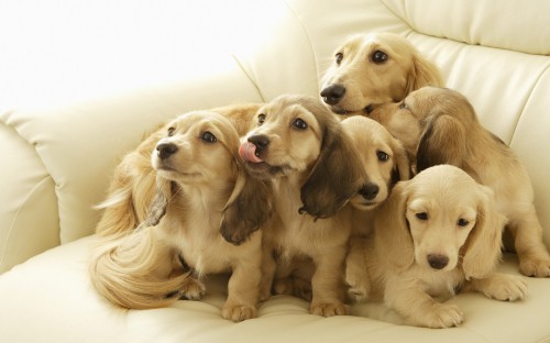 Image golden retriever puppy and yellow labrador retriever puppy