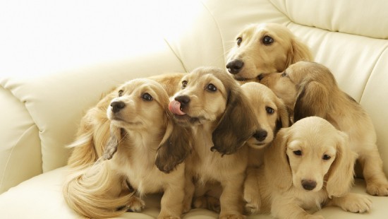 Image golden retriever puppy and yellow labrador retriever puppy