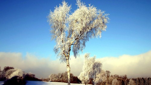 Image white tree near body of water during daytime