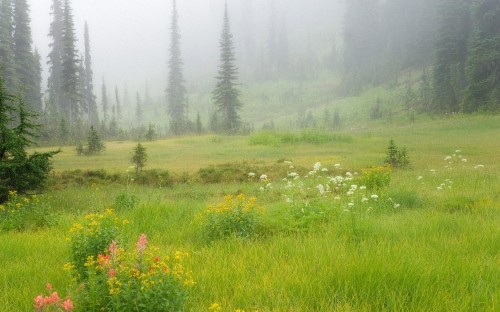 Image green grass field with trees during daytime