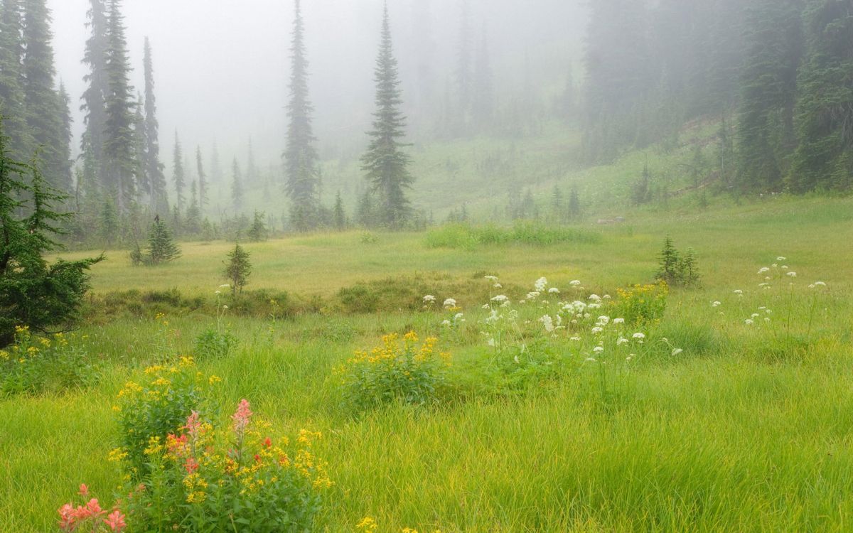 green grass field with trees during daytime