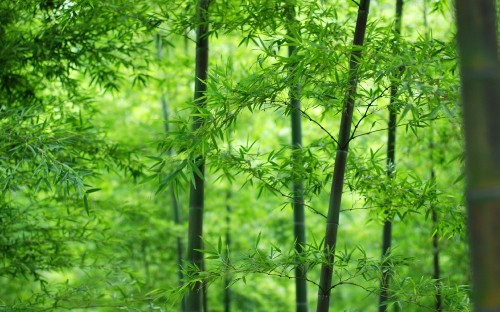 Image green bamboo tree during daytime