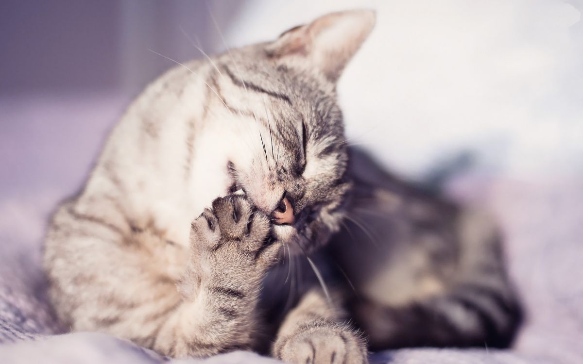 grey and white tabby cat