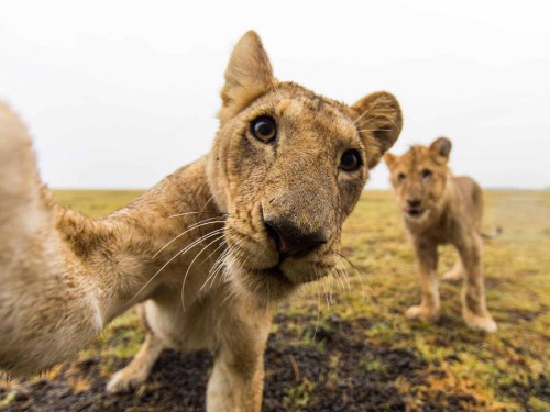 Image brown lioness on green grass during daytime