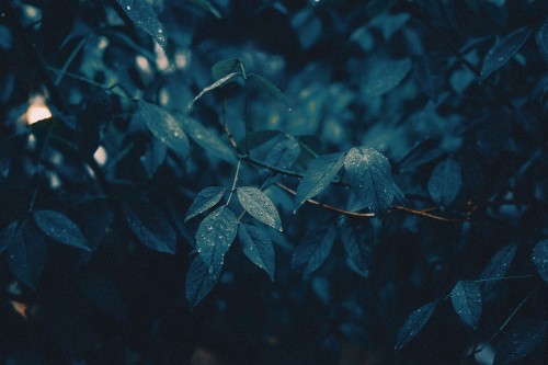 Image branch, leaf, water, green, blue