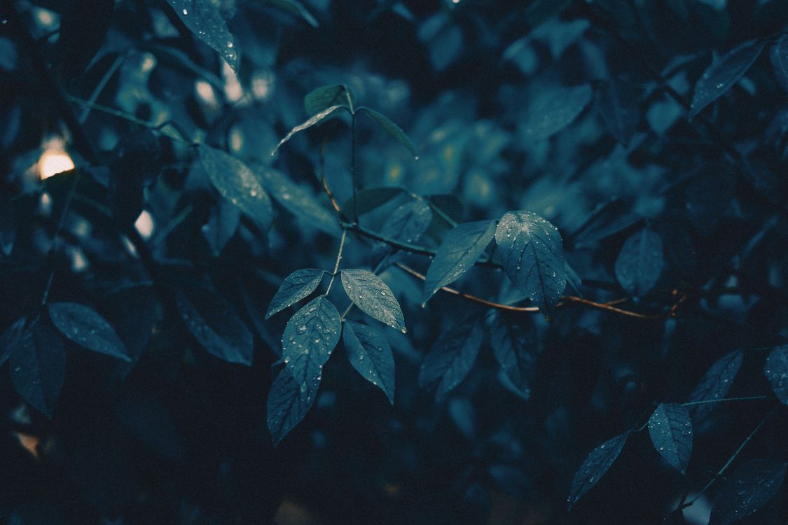 branch, leaf, water, green, blue