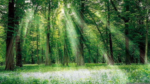 Image green trees on white flower field during daytime