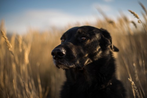 Image black labrador retriever on brown grass field during daytime