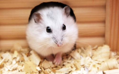 Image white and brown hamster on brown wooden table