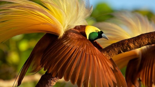 Image brown and green bird on brown tree branch