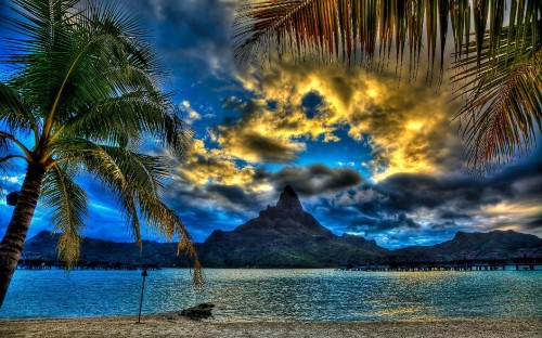 Image coconut tree near body of water during daytime