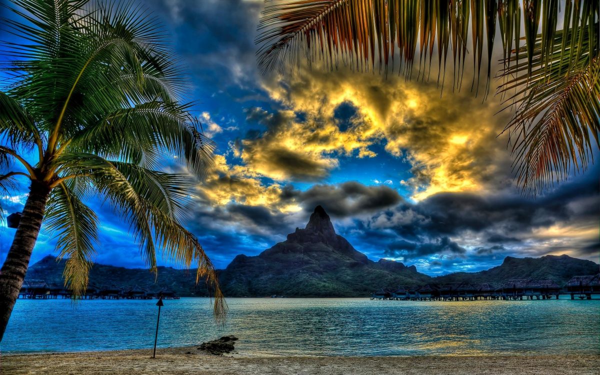 coconut tree near body of water during daytime