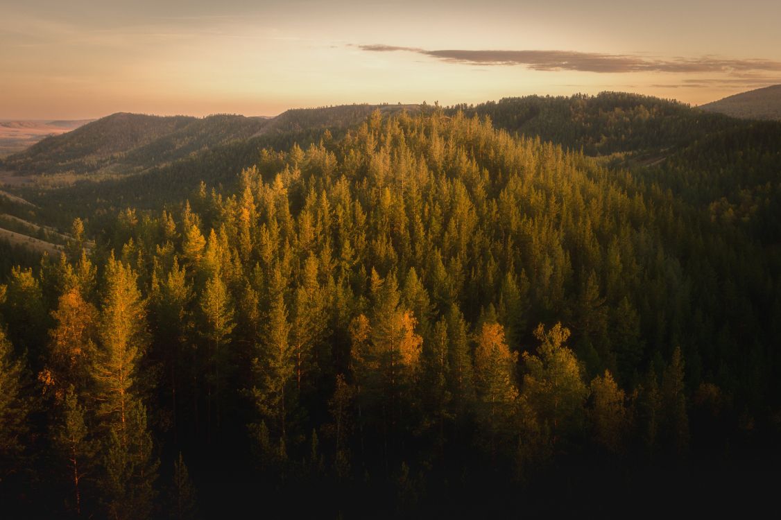 Forêt, Nature, Les Reliefs Montagneux, Environnement Naturel, Matin. Wallpaper in 6004x3997 Resolution