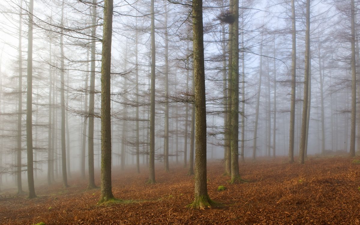 bare trees on brown grass field during daytime