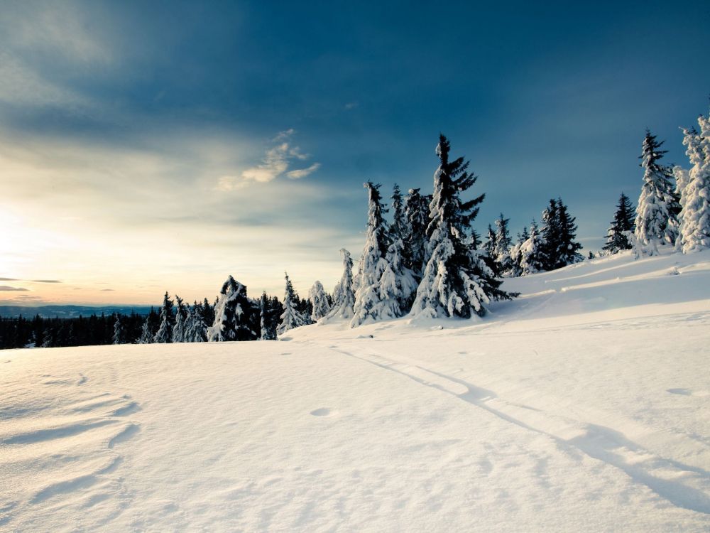 Kiefern Bedeckt Mit Schnee Unter Blauem Himmel Und Weißen Wolken Tagsüber. Wallpaper in 2048x1536 Resolution