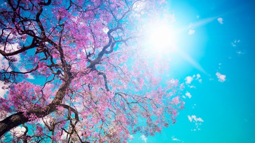 Image pink cherry blossom tree under blue sky during daytime