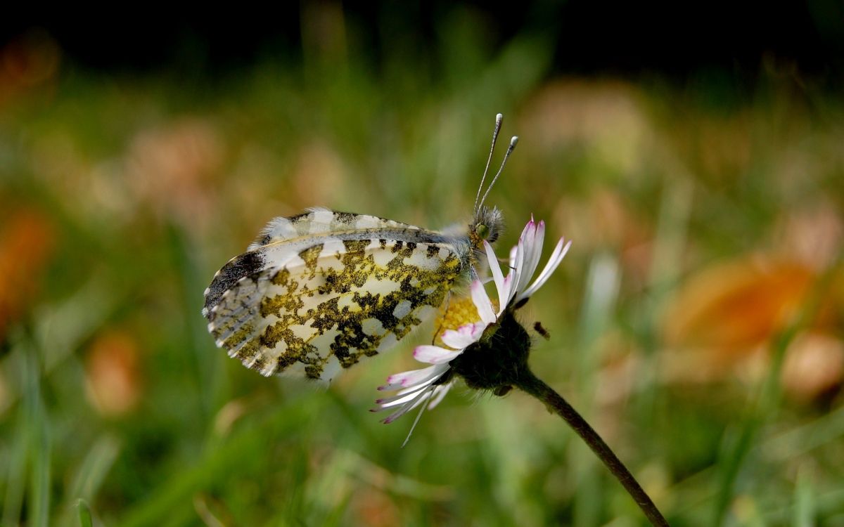Papillon Blanc et Marron Perché Sur Une Fleur Pourpre en Photographie Rapprochée Pendant la Journée. Wallpaper in 2560x1600 Resolution
