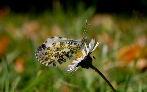 Image white and brown butterfly perched on purple flower in close up photography during daytime