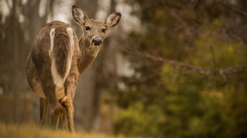 Image brown deer in tilt shift lens