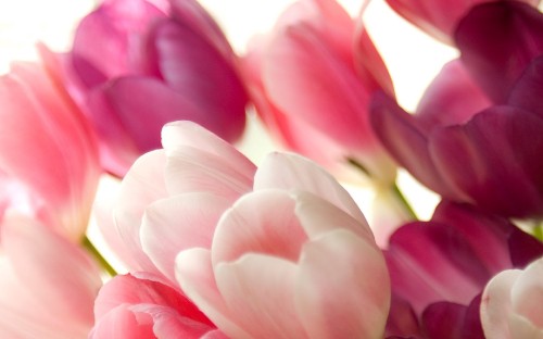 Image pink and white flower in macro shot