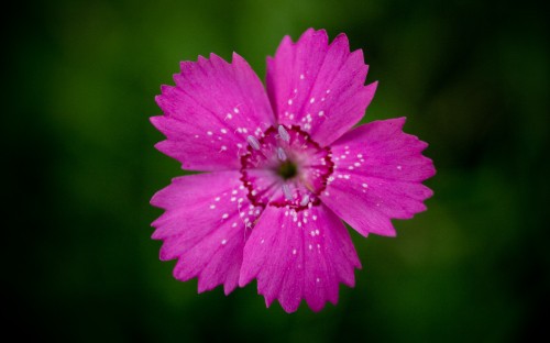 Image purple flower in tilt shift lens