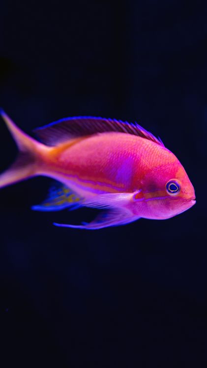 Bartlett Anthias, Poisson, Aquarium, Poisson Tropical, D'anthines. Wallpaper in 1080x1920 Resolution