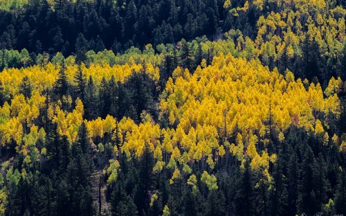 Image yellow leaf trees during daytime