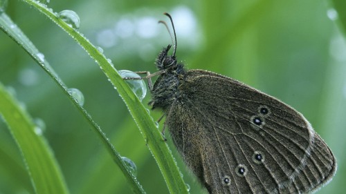 Image black butterfly perched on green leaf in close up photography during daytime