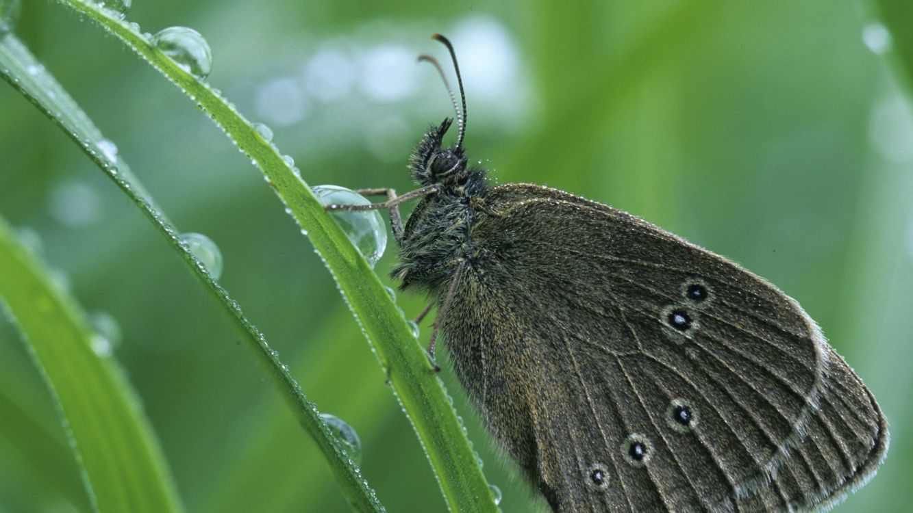 black butterfly perched on green leaf in close up photography during daytime