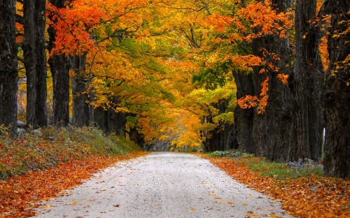 Image gray concrete road between trees