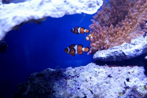 Image orange and white clown fish