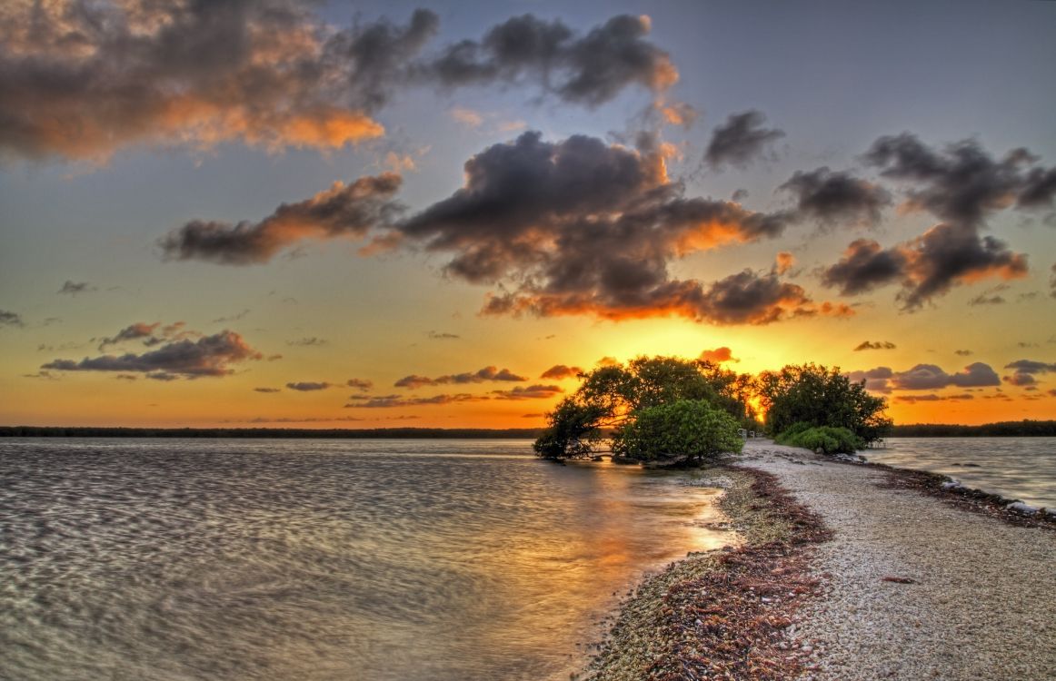 green trees near body of water during sunset