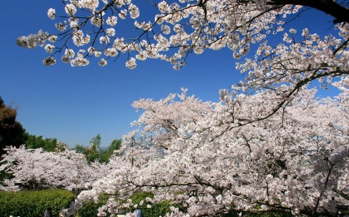 Image white cherry blossom tree under blue sky during daytime