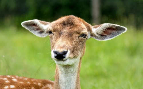 Image brown deer on green grass during daytime