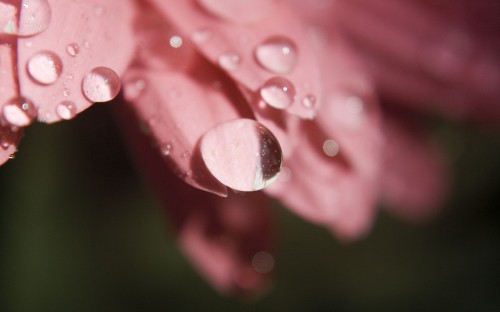 Image pink flower in macro shot