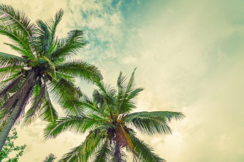 Image green palm tree under blue sky