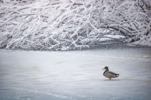 Image brown and black duck on snow covered ground