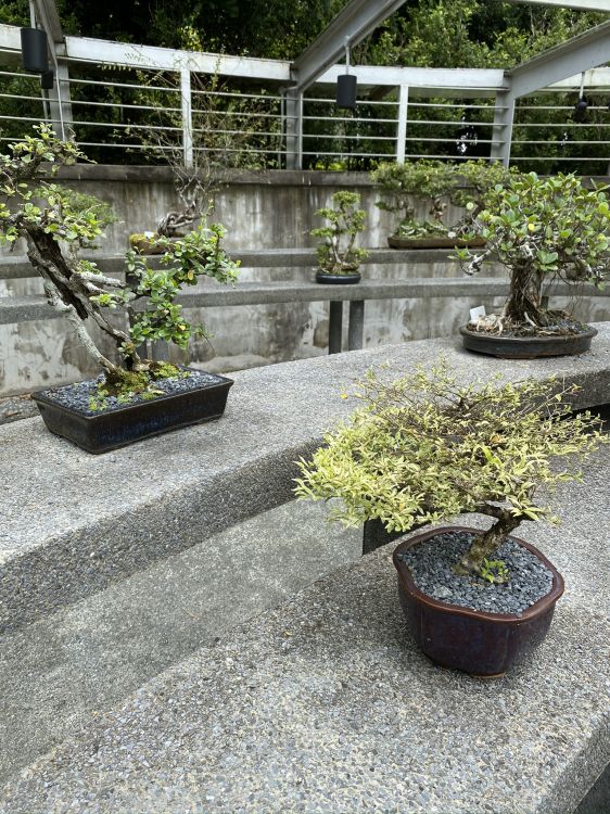 盆景, 花盆, 花园, 灌木, 室内设计 壁纸 1536x2048 允许