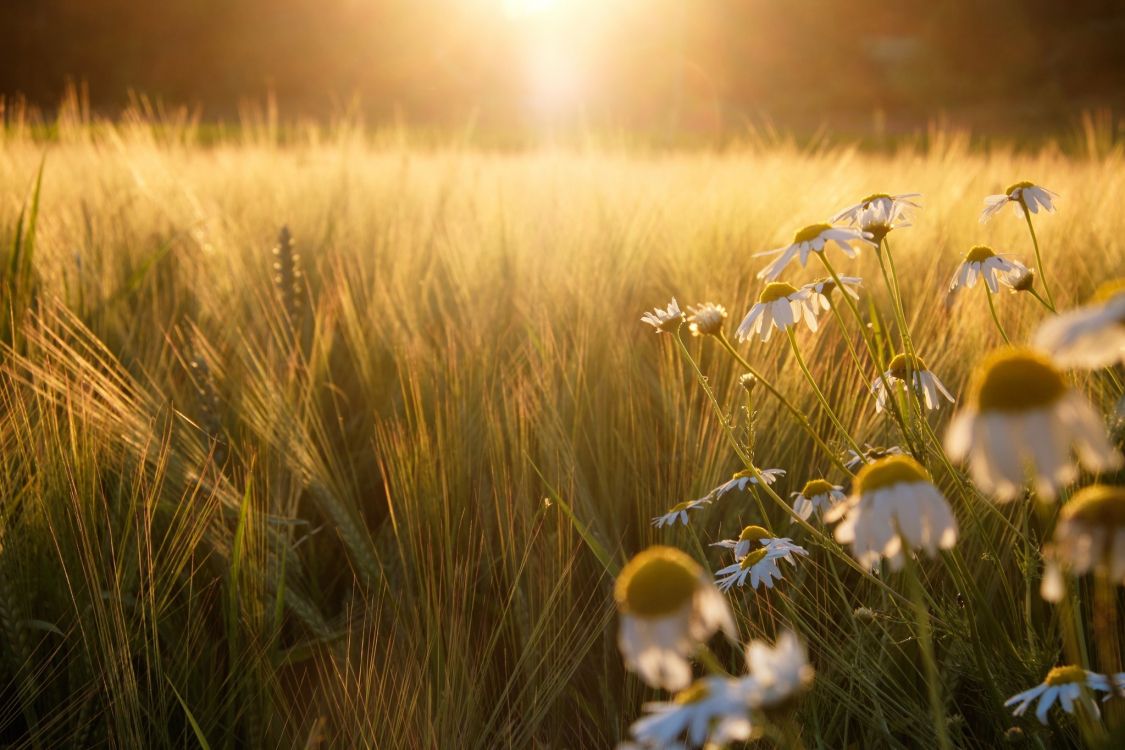 Campo de Flores Blancas Durante la Puesta de Sol. Wallpaper in 2048x1365 Resolution