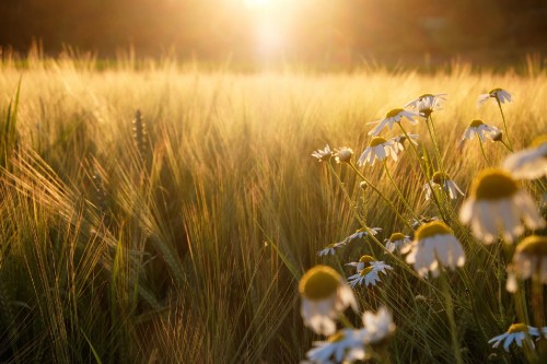 Image white flower field during sunset
