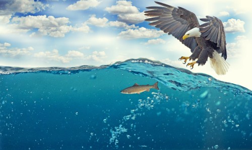 Image brown and white bird flying under blue sky during daytime