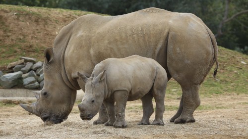 Image 2 rhinoceros on brown field during daytime