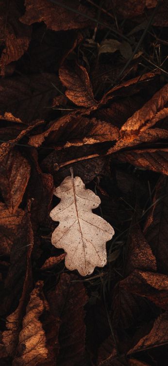 leaf, brown, plant, twig, wood