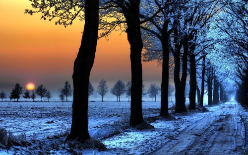 Image brown trees on snow covered ground during sunset