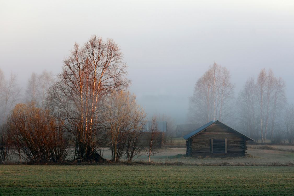 brown bare trees on green grass field during daytime