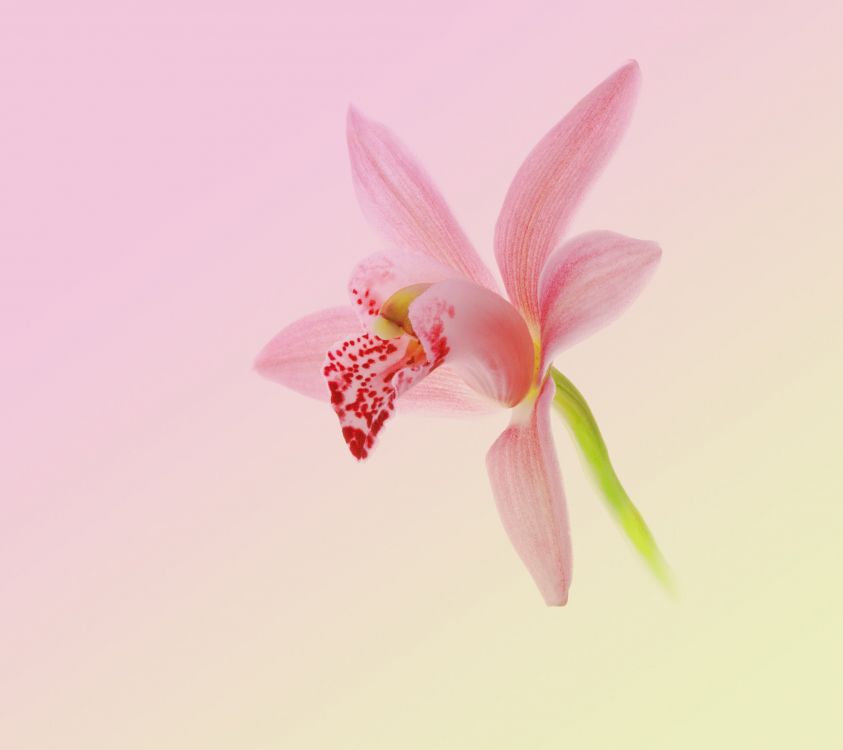 Huawei, Huawei Nova, Huawei Nova 2, Huawei Frisch 2 Mehr, Android. Wallpaper in 2160x1920 Resolution