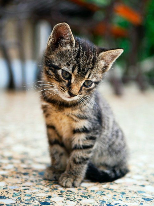 Image cat, baby tabby cat, american shorthair, havana brown, british shorthair