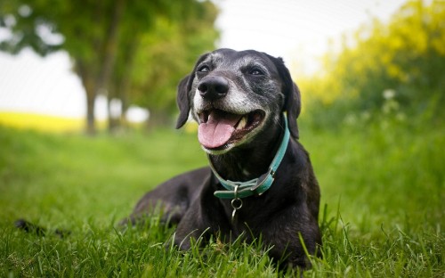 Image black labrador retriever puppy lying on green grass field during daytime